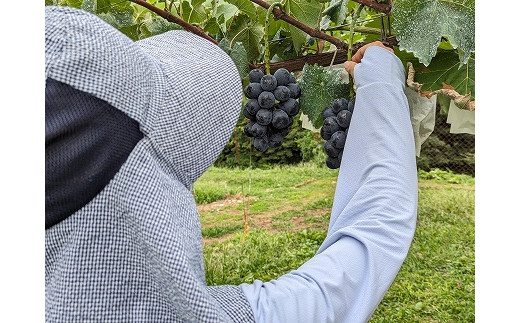 ナガノパープル