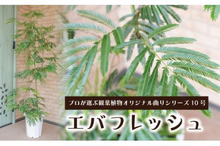 【プロが選ぶ観葉植物オリジナル曲りシリーズ10号】エバフレッシュ曲り　【11246-0225】