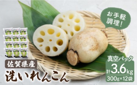 洗いれんこん 真空パック入り 300g×12袋（計3.6kg）/新鮮なれんこんを産地直送！ れんこん 佐賀 白石れんこん 真空パックれんこん 洗いれんこん おでん きんぴら 煮物 天ぷら レンコン 蓮