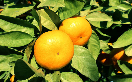 青島みかん 5kg（箱込み）長与町/岩永農園[EAZ008]