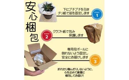 【39-01】 養庄園 ワクワク多肉植物 陶器入りセット