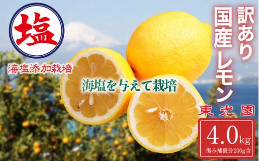 海塩を与えて栽培した 国産 レモン 予約受付 3月上中旬 順次発送 訳あり 計 4kg 傷み補償分 200g含む 檸檬 柑橘 果物 フルーツ 沼津市 静岡県