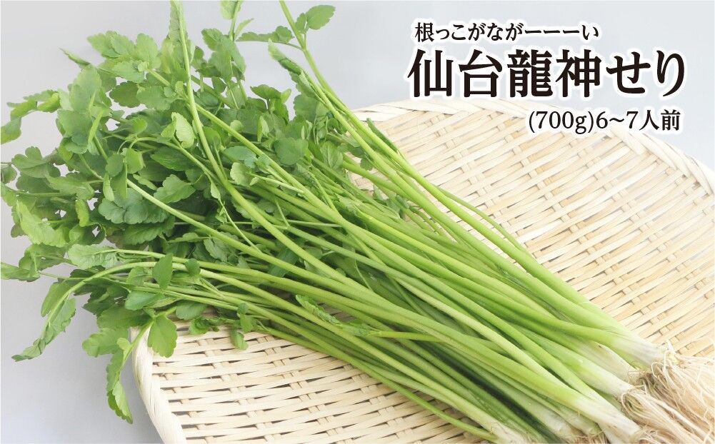 【期間限定】根っこがながーーーい 仙台龍神せり(700g)6〜7人前 [せり 仙台名物 セリ 野菜 鍋にどうぞ]