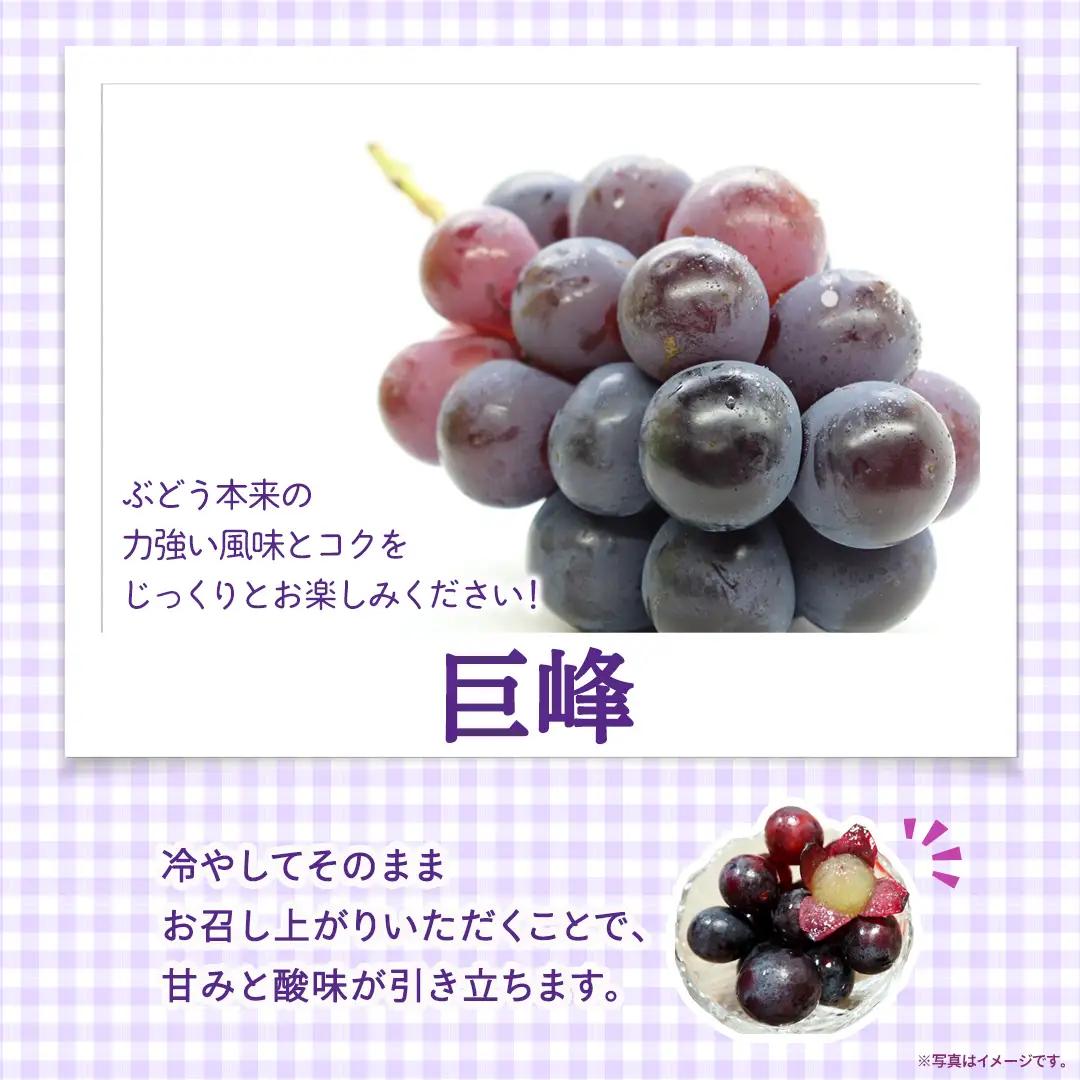 巨峰 約5kg(約8～12房)【2026年7月より発送開始】（茨城県共通返礼品 [ぶどう]：結城市産） │ ぶどう 果物 フルーツ デザート 茨城県 ギフト 高級 旬
