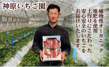 先行予約 いちご とちおとめ 小玉 約2kg （250g×8パック） 果物 ﾌﾙｰﾂ ｾﾞﾘｰ ｹｰｷ ｼｮｰﾄｹｰｷ 苺大福 ｼﾞｬﾑ ｱｲｽ ｼﾞｭｰｽ 新鮮 産直 送料無料 千葉県 銚子市 神原