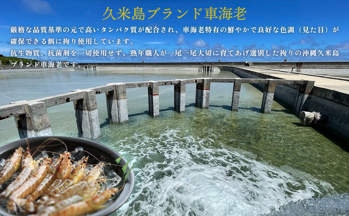 【久米総合開発】活き〆急速冷凍 久米島ブランド車海老 小サイズ 500g 海の幸 海鮮 車えび クルマエビ くるまえび 高級 食材 生食 刺身 鮮度抜群 プリプリ 甘み 旨味 ギフト グルメ お祝い 