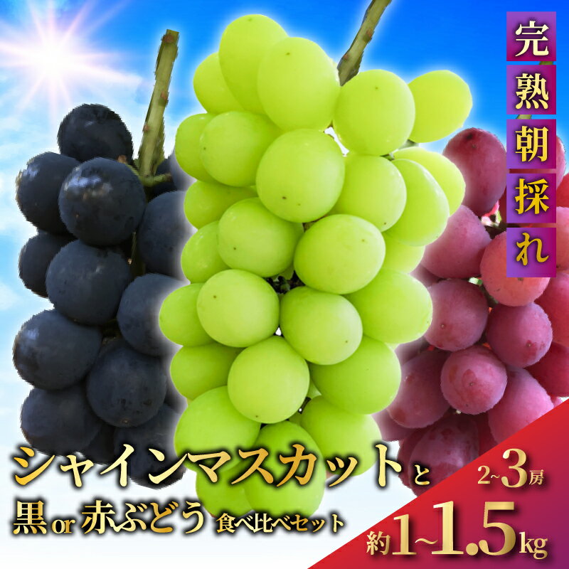 【ふるさと納税】 【先行予約】 シャインマスカット と 黒ぶどう or 赤ぶどう の 食べ比べ セット ( 2 〜 3房 約1〜1.5kg ) 高糖度 甘い 果物 くだもの デザート フルーツ 旬 葡萄 ぶどう ブドウ budou 種無し 種なし 高級 贈り物 贈答 ギフト Aoki果樹園 神奈川 湘南 藤沢