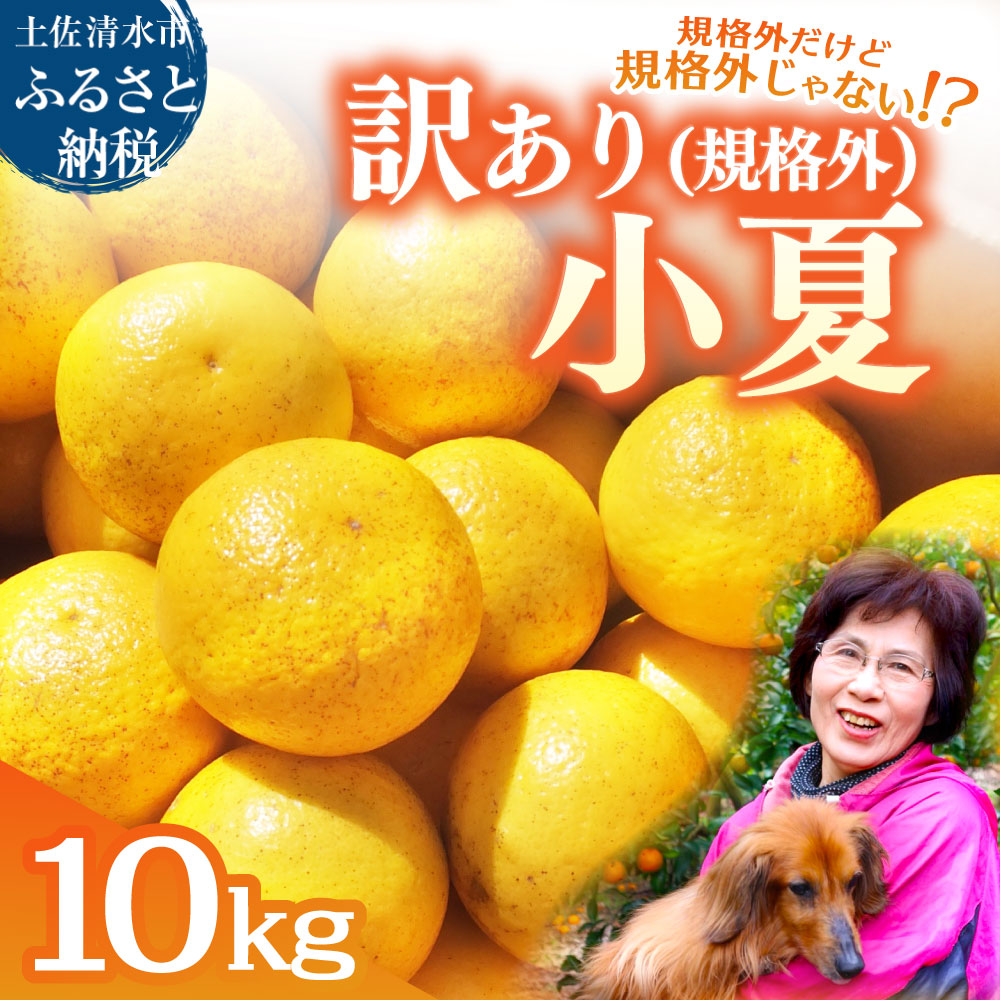 令和9年4月中旬以降発送 規格外だけど規格外じゃない!? 訳あり 小夏 10kg 日向夏 みかん ミカン 柑橘 フルーツ 果物 果実 こなつ コナツ ﾆｭｰｻﾏｰｵﾚﾝｼﾞ おいしい 美味しい ワケアリ 自宅用 ご家庭用 高知県 井村農園【R01496】