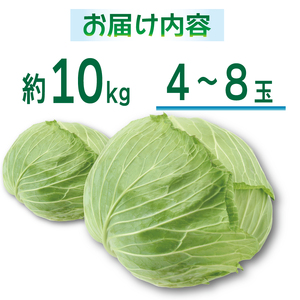 キャベツ 約10kg 4玉 ～ 8玉 キャベツ