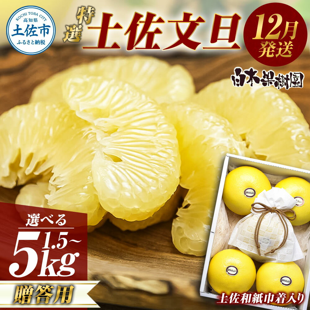 【ふるさと納税】＜白木果樹園＞先行予約 文旦 特選秀品ご贈答用 温室土佐文旦 選べる内容量 約1.5kg 約3kg 約5kg ハウス文旦 高知県土佐市産 贈答用 柑橘 みかん フルーツ ぶんたん ブンタン 果物 お取り寄せ おいしい 美味しい 故郷納税 ふるさとのうぜい 返礼品 高知