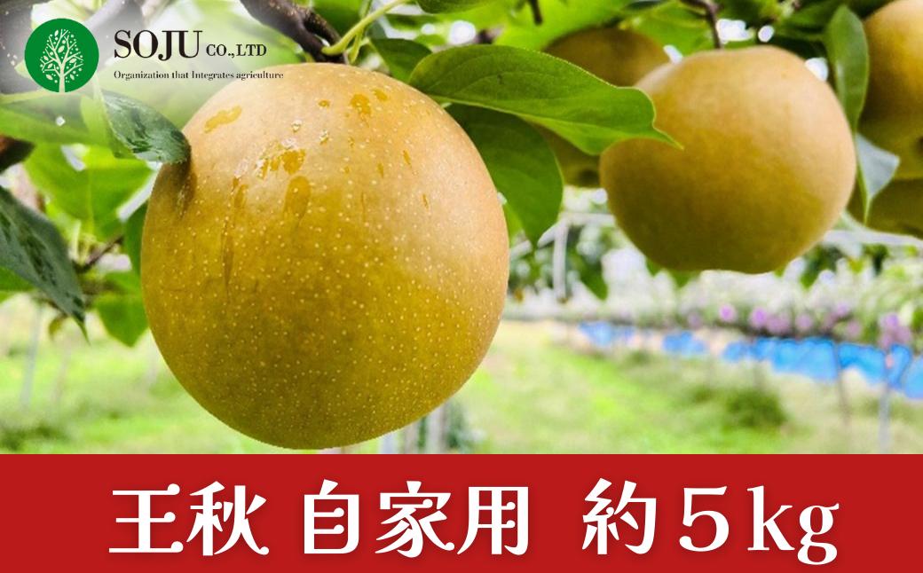 
                  和梨 王秋 自家用 約5kg 令和7年度 新潟県 三条市産 [三条果樹専門家集団]  【010S261】
                