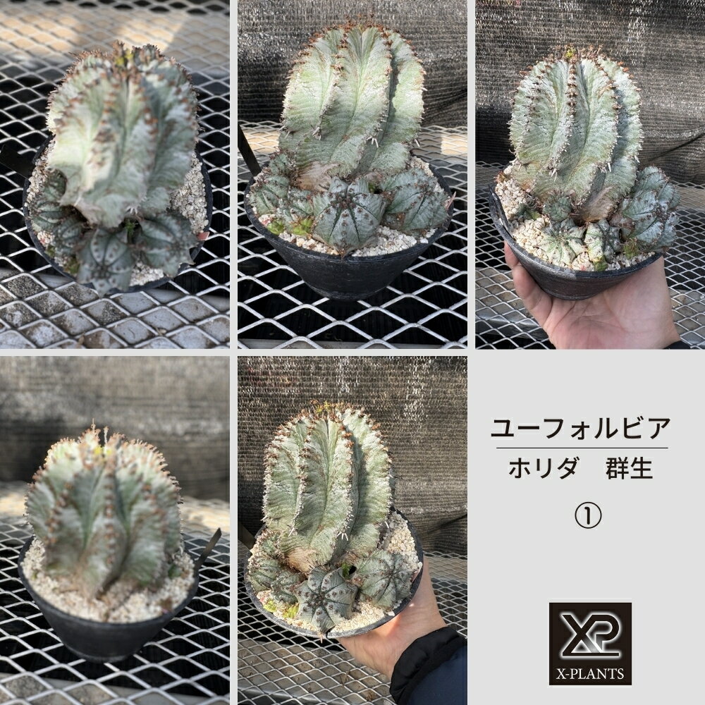 【ふるさと納税】ユーフォルビア ホリダ 群生_1 X-PLANTS 珍奇植物 ビザールプランツ 塊根植物