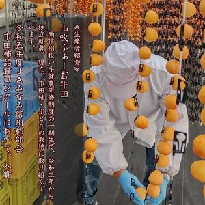 【数量限定】市田柿 2Lサイズ 500g×2袋 ＜2026年1月発送開始＞