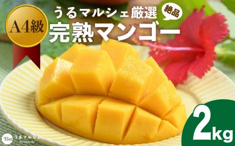 【2024年発送】A4ランク　絶品！甘くてジューシーうるマルシェの贈答用完熟マンゴー 約2kg マンゴー　アップルマンゴー　完熟　糖度　甘い　ジューシー　アーウィン　うるマルシェ　うるま市　沖縄