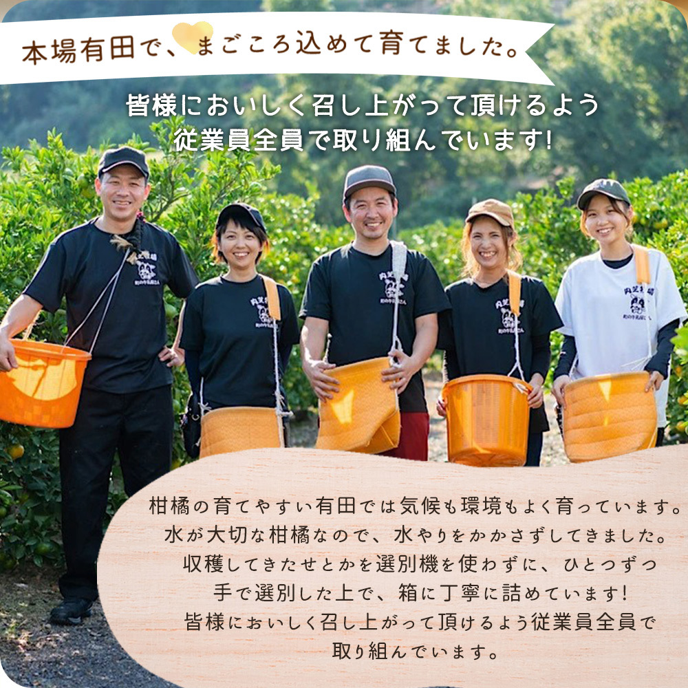 ZE6401n_湯浅町産せとか11～15玉（M～2Lサイズ混合）化粧箱入り秀品【まごころ手選別】_イメージ2