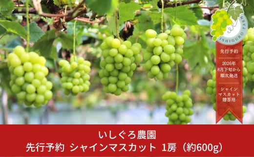 先行予約 シャインマスカット 1房 令和8年産 贈答用 新潟県 三条市産 ぶどう  [いしぐろ農園] 【010P093】