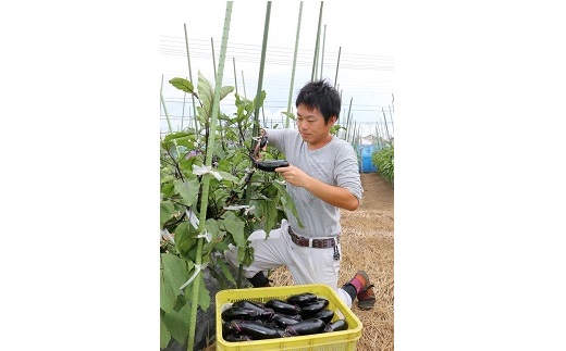川崎市市内産新鮮野菜・農産物詰め合わせ