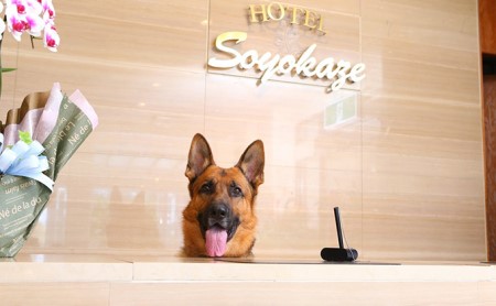 【ふるさと納税 ペットと泊まれるフレンチが絶品の美食宿】軽井沢 犬  ホテル ギフト券 チケット 券 観光 旅行 宿泊 旅行 ペット わんちゃん 犬と泊まれる宿 宿泊 ディナー コース レストラン