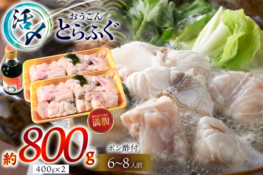 ふぐ 鍋 セット 活〆 おうごんとらふぐ 満腹 鍋セット 約800g [松永水産 長崎県 平戸市 hr42bgy400186] とらふぐ フグ 河豚 てっちり ふぐちり ふぐ料理 魚介 さかな 切り身