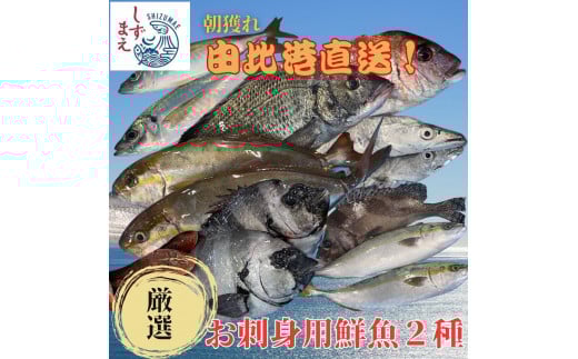 
            しずまえ！お刺身用鮮魚ボックス(厳選２種入り)■
          