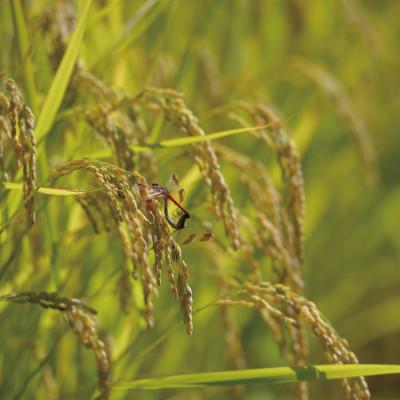 ふるさと納税 南魚沼市 【毎月定期便】6年連続金賞　南魚沼産コシヒカリ5kg　栽培期間中農薬化学肥料不使用全12回 |  | 03