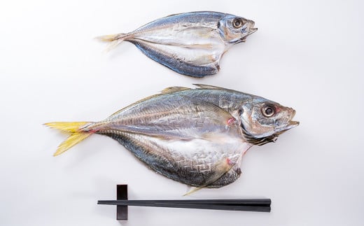 まるで違う魚！？こんなデッカいアジ見たことない！