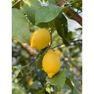 ふるさと納税 観音寺市 【2027年度】みどり認定　ハウス栽培イエローレモン　フリーサイズ(S〜L)　約2.3kg