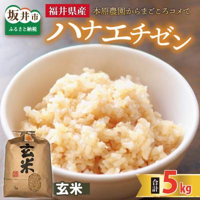 ふるさと納税 坂井市 【先行受付】【令和6年産】ハナエチゼン5kg×1袋　玄米[A-8903] | 