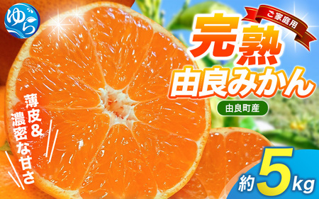 薄皮で濃い甘さ！完熟由良みかん【ご家庭用】5kg（混サイズ）和歌山県由良産※2026年11月下旬頃から12月下旬頃に順次発送予定 / 柑橘 ミカン 蜜柑 甘い 由良町 フルーツ 果物 くだもの 食品 人気 おすすめ 産地直送 由良町【ktym004-c-5】