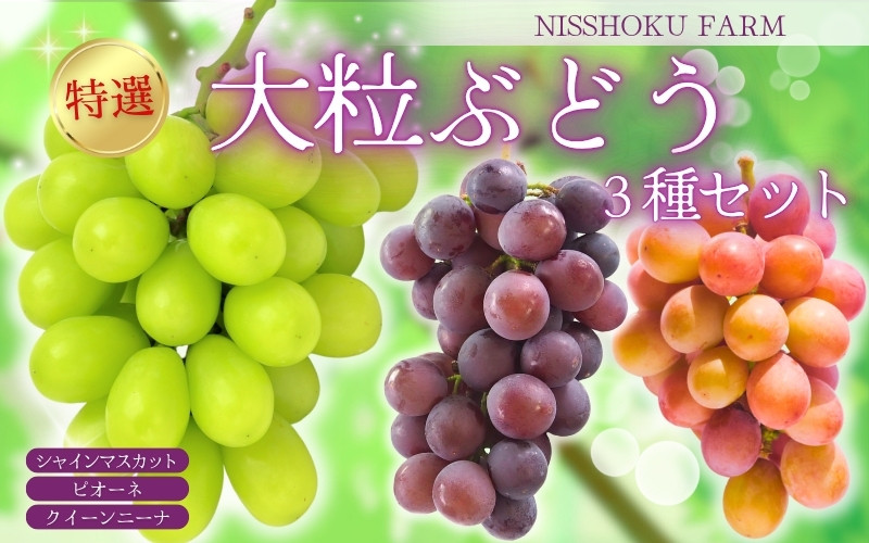
             NISSHOKU　FARM　特選　大粒ぶどう３種セット（シャインマスカット入り）岡山 ぶどう 真庭市 高級 ギフト 贈り物 ピオーネ クイーンニーナ
          