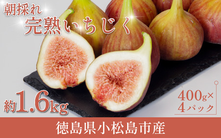朝採れ 完熟 いちじく 1.6kg (400g×4パック） いちじく