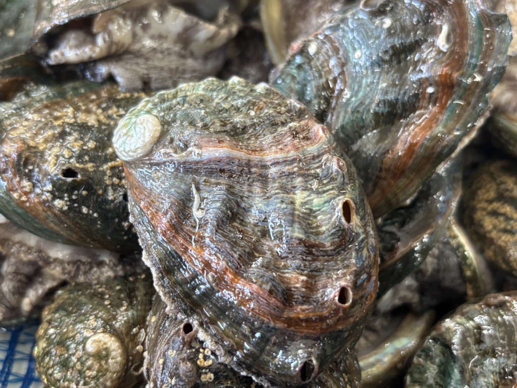 
            奥尻島産　冷凍養殖アワビLLサイズ（2個入り） 【 ふるさと納税 人気 おすすめ ランキング あわび アワビ 鮑 養殖 貝   魚介 北海道 奥尻町 送料無料 】 OKUF017
          