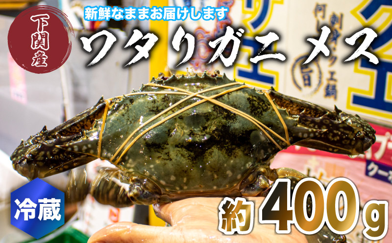 
ワタリガニ メス 約400g 冷蔵 ガザミ 蟹 下関 唐戸市場 直送 冬季
