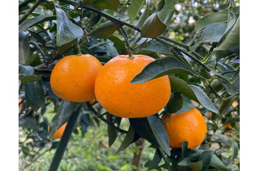 【先行予約】Saito Orange Farmのはるみ5kg（2026年2月上中旬頃より順次発送） IKTAQ016