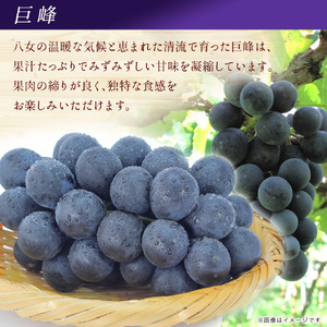 【2025年7月～8月発送予定】九州・福岡フルーツ王国八女から直送！巨峰［ぶどう］４パック（約1.2kg）＜配送不可：北海道・沖縄・離島＞ 072-006