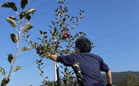【紅玉使用】リンゴ酢腸活ドリンク＆甘くないリンゴジュースセット 酢 ジュース