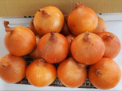 予約受付 たまねぎ 5kg さらき産【2026年7月発送開始】令和8年産 国産 玉ねぎ 玉葱 カレー シチュー 新鮮 フレッシュ オニオン サラダ BBQ 焼肉 野菜 Mサイズ Lサイズ 2Lサイズ 