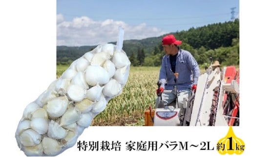 丸美農園 田子産特別栽培にんにく 家庭用バラ（M～2L）約1kg