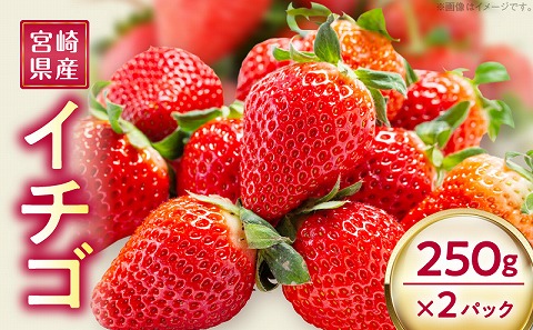 《2026年発送先行予約》【数量・期間限定】宮崎県産イチゴ 250g×2パック 果物 苺 フルーツ