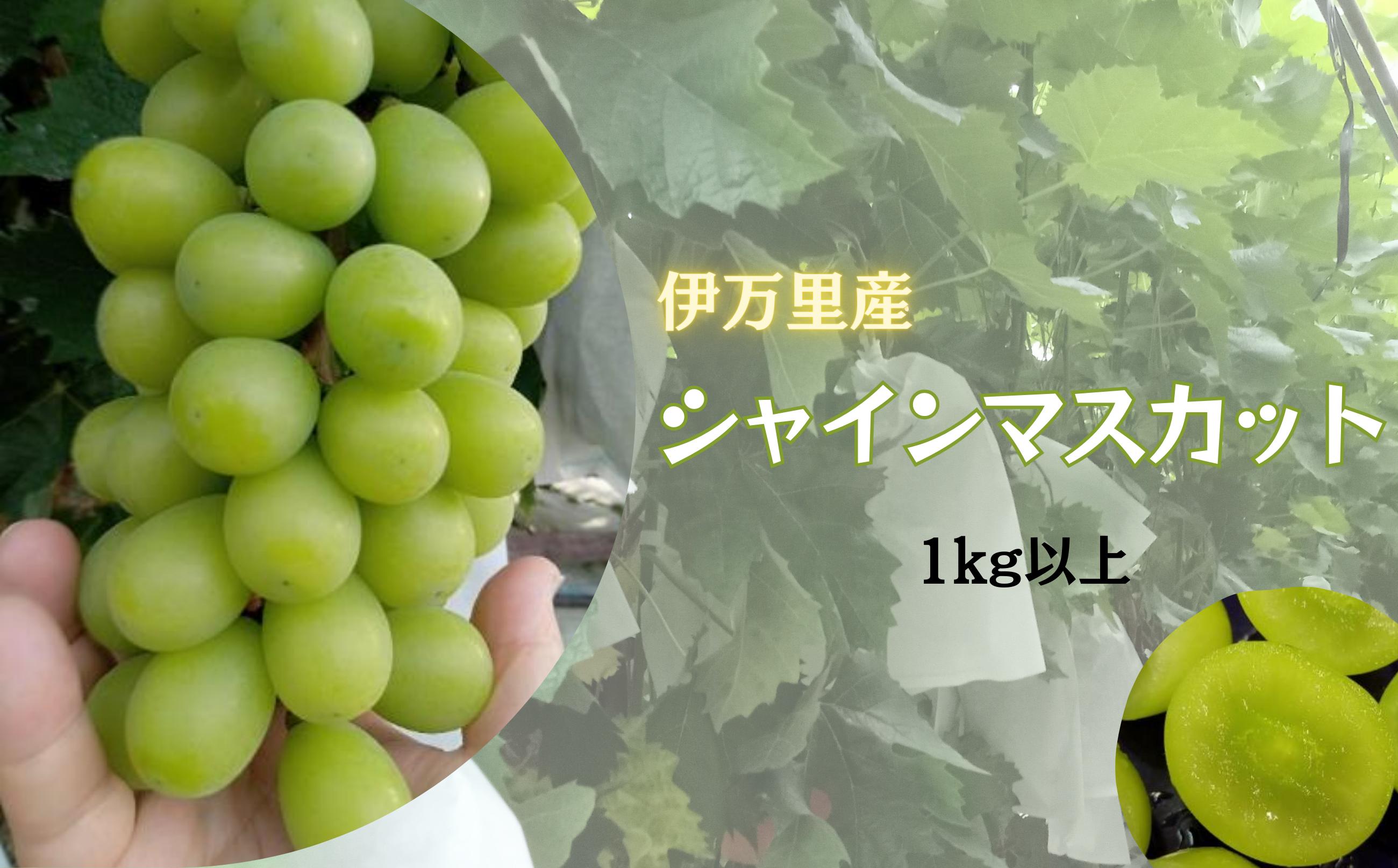 伊万里産シャインマスカット1kg以上を8月下旬頃より順次お届けします。