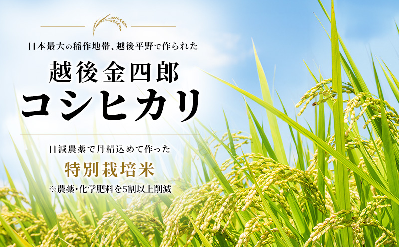 令和7年度米 新潟市産 越後金四郎コシヒカリ（特別栽培米）5kg