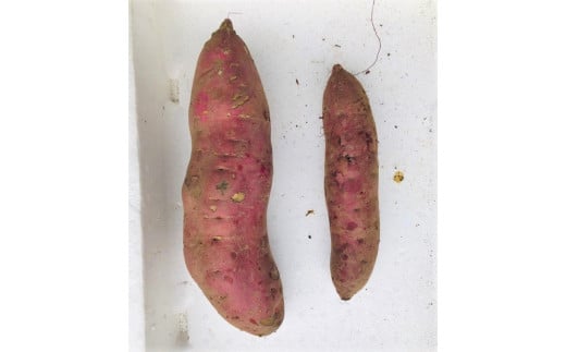 左が4L（900g）、右がL（300g）！こんな大きなものはスーパーではお目にかかれません！（撮影日：2019/12/2）