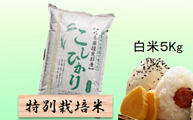 特別栽培米★白米５kg 【コシヒカリ】 玄米は別に出品 お米 ブランド米 銘柄米 精米 ご飯 おにぎり お米の王様 バランス 