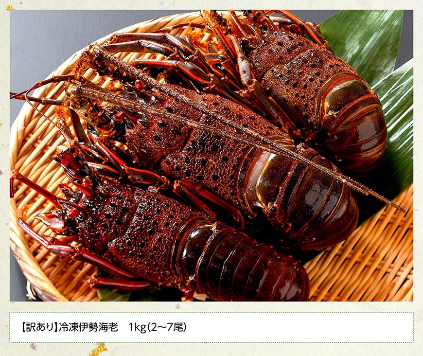 【訳あり！】【漁協直送！】冷凍伊勢海老1kg（2～7尾） 【 魚介類 えび 伊勢えび イセエビ 】[B01708]