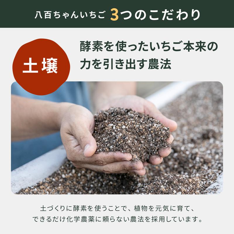 【100%果肉＆果汁で作った！】農家のホンモノ いちごジャム 240g 3本セット｜五つ星ひょうご認定 国産 砂糖不使用  八百ちゃんいちご