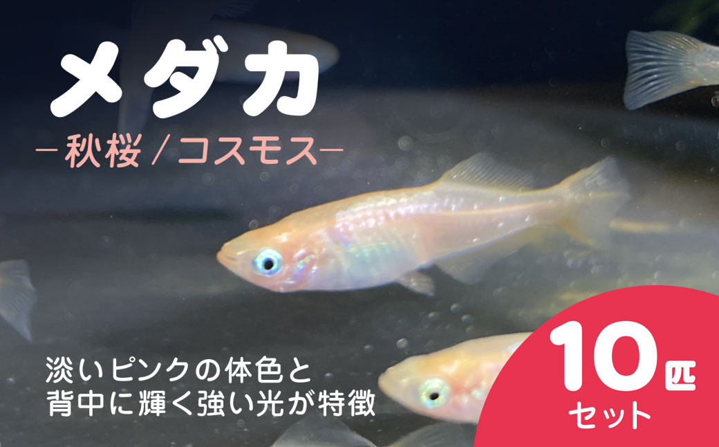 
            メダカ　秋桜（コスモス）　10匹セット / ふるさと納税 めだか メダカ 秋桜 コスモス 淡水魚 鑑賞魚 飼育 千葉県 長南町 CNT002
          