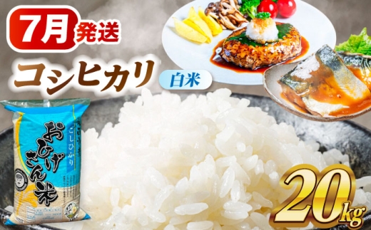 【7月発送】 コシヒカリ 白米 20kg 米 お米 20kg 20キロ 白米 精米 コメ ご飯 ごはん 愛知県産 国産 県産米 国産米 コシヒカリ こしひかり 発送 時期 選べる 産地直送 大容量 令和7年 愛西市 / 脇野コンバイン [AECP023-11]