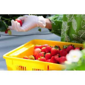 春イチゴ『とちあいか』(260g×4パック)【配送不可地域：離島】【1389987】