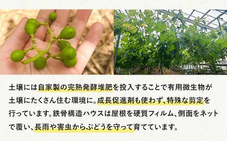 先行予約 8月下旬以降順次発送 【農薬・化学肥料不使用】ぶどうの粒 無選別（200g) フルーツ ぶどう 葡萄 ブドウ ピオーネ 有機 無農薬 山口県 山陽小野田市 ふるさと納税 F6L-1080