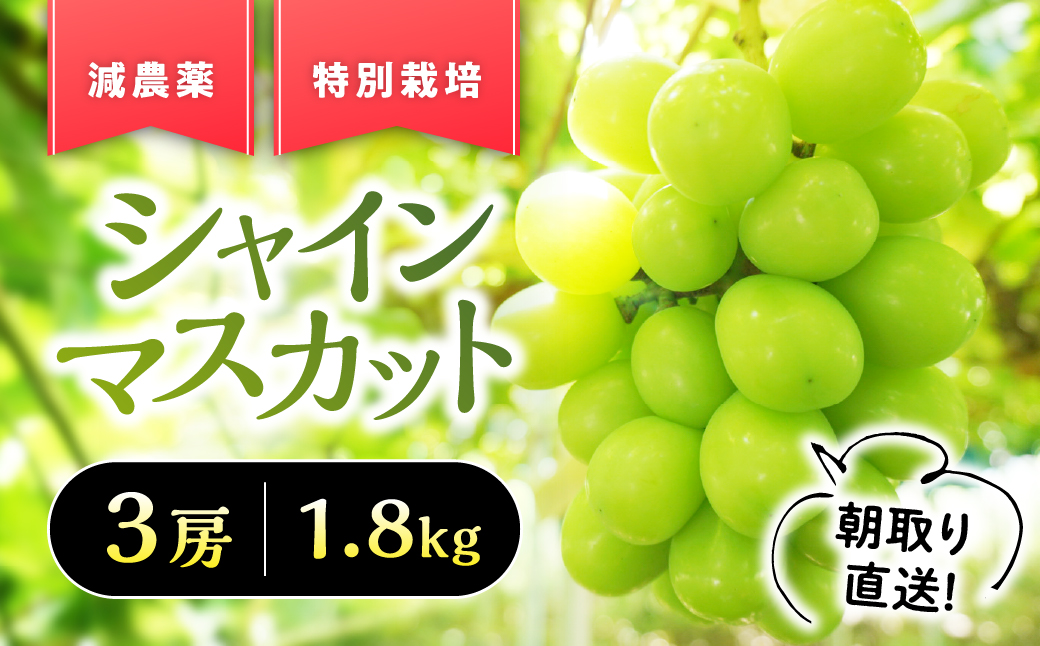 【2026年/令和8年発送】『特別栽培』自然塾夏のシャインマスカット 1.8kg ご家庭用 シャインマスカット 先行予約 先行 予約 山梨県産 国産 甲斐市 産地直送 人気 おすすめ 贈答 ギフト お取り寄せ フルーツ 果物 くだもの ぶどう ブドウ 葡萄 新鮮 甘い 皮ごと BM-4